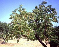 Aprikosenbaum (Prunus armeniaca)