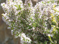 Bruyère - Baumheide (Erica arborea) ©Jean-Pol GRANDMONT