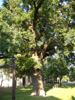 Stieleiche (Quercus robur) ©Burrows