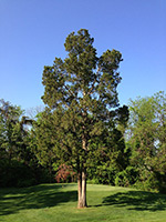 Florida Zeder (Juniperus virginiana)