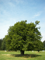 Hainbuche (Carpinus betulus) ©Willow