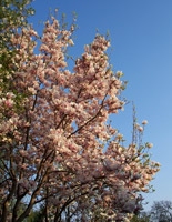 Tulpen-Magnolie (Magnolia × soulangeana) ©Joeb07