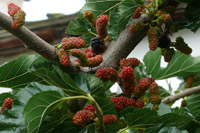 Mulberry (Morus nigra) ©Haplochromis