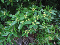 Myrte (Umbellularia californica)