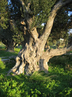 Olive (Olea europaea) 