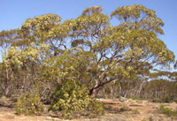 Red Mallee (Eucalyptus oleosa) ©Ken Sarkies