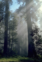Küsten-Mammutbaum (Sequoia sempervirens)