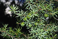 Prickly juniper (Juniperus oxycedrus)