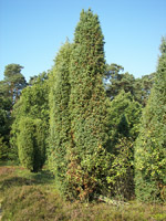 Wacholder (Juniperus communis) ©Nikanos