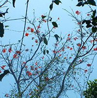 Ziricote (Cordia dodecandra) ©Cati Morales