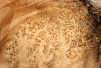 Maple Burl 240x205x65mm - AhoM0355