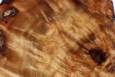 Golden Madrone Burl 190x135x60mm - GM0467