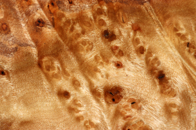 Golden Madrone Burl 290x270x60mm - GMadr0395