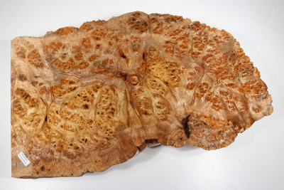 Golden Madrone Burl 470x290x75mm - GMadr0394