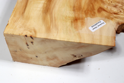 Horse Chestnut Burl 250x210x70mm - Roka0408