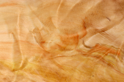 Horse Chestnut Burl 440x240x75mm - Roka0447