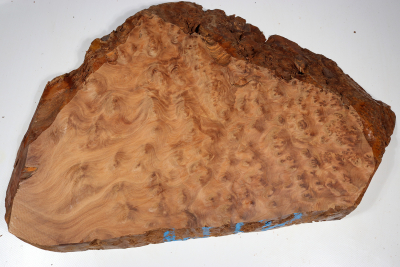 Burl Slab Thuya Burl 500x320x40mm - ThujM1009