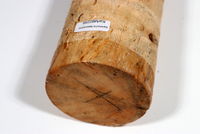 Karelian Masurbirch, spalted 340x70mm - KarMB2256