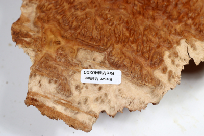 Burl Cap Brown Mallee Burl 400x280x50mm - BroMaM0300