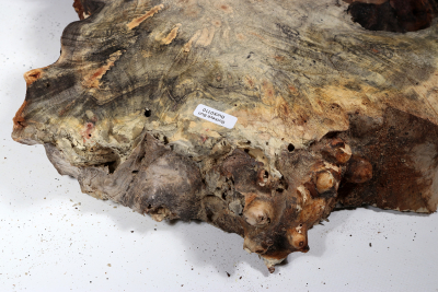 Burl Slab Buckeye Burl 500x380x60mm - Buck0110