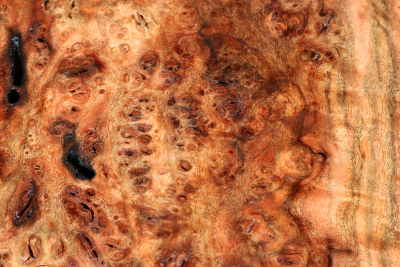 Chechen Burl 560x450x65mm - ChechM0277