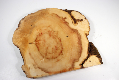 Box Elder Maple Burl 330x300x45mm - EsAh0230