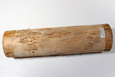 Karelian Masurbirch, spalted 255x70mm - KarMB2475