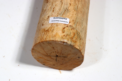 Karelian Masurbirch, spalted 325x65 mm - KarMB2676