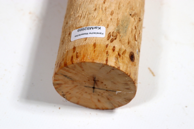 Karelian Masurbirch, spalted 330x60 mm - KarMB2669