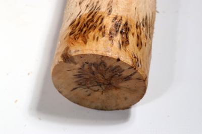 Karelian Masurbirch, spalted 330x70mm - KarMB2655