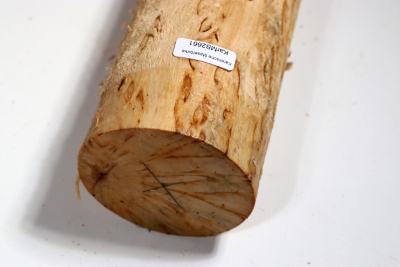 Karelian Masurbirch, spalted 330x70 mm - KarMB2661