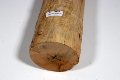 Karelian Masurbirch, spalted 340x70mm - KarMB2259