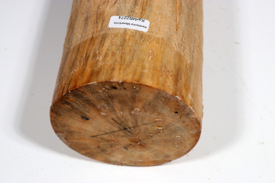 Karelian Masurbirch, spalted 340x90mm - KarMB2274