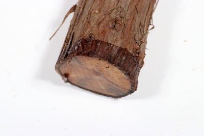 Eastern Red Cedar 405x50mm - Zed0348