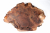 Walnut Burl 600x460x65mm - NusBM0775