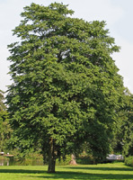 Tree of Heaven (Ailanthus altissima) ©Darkone