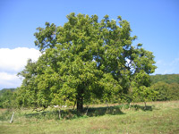 Walnut tree (Juglans regia) ©Thesupermat
