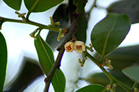 Black-and-white ebony (Diospyros malabarica) 