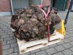 Catch of the day: Birch Burl about 800 kg