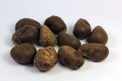Tagua Nut nature